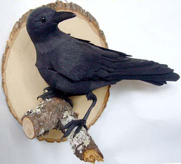 American Crow by Aimee Baldwin