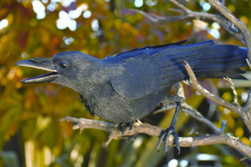 Common Raven by Aimee Baldwin