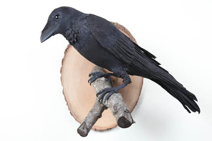 Raven by Aimee Baldwin