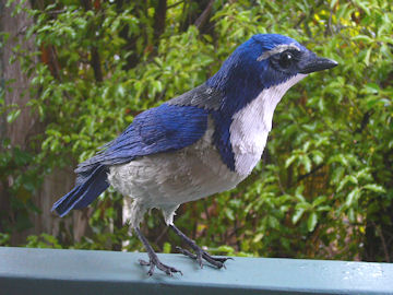 Scrub Jay by Aimee Baldwin