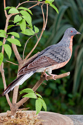 Passenger Pigeon by Aimee Baldwin