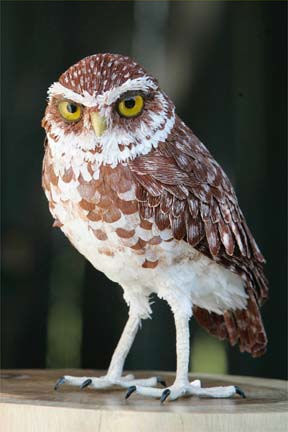 burrowing owl by Aimee Baldwin