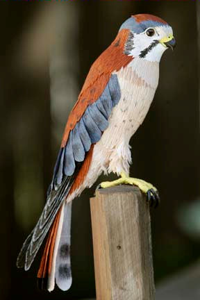 american kestrel by Aimee Baldwin