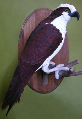 osprey by Aimee Baldwin