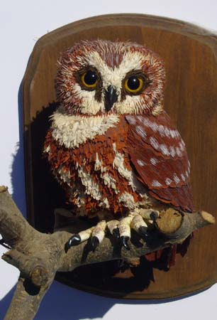 northern saw whet owl by Aimee Baldwin