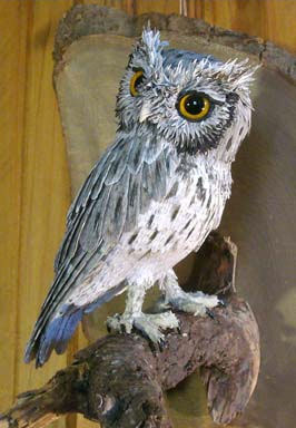 western screech owl by Aimee Baldwin