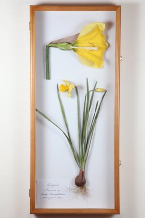 Daffodil by Aimee Baldwin