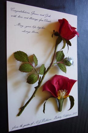 Rose by Aimee Baldwin