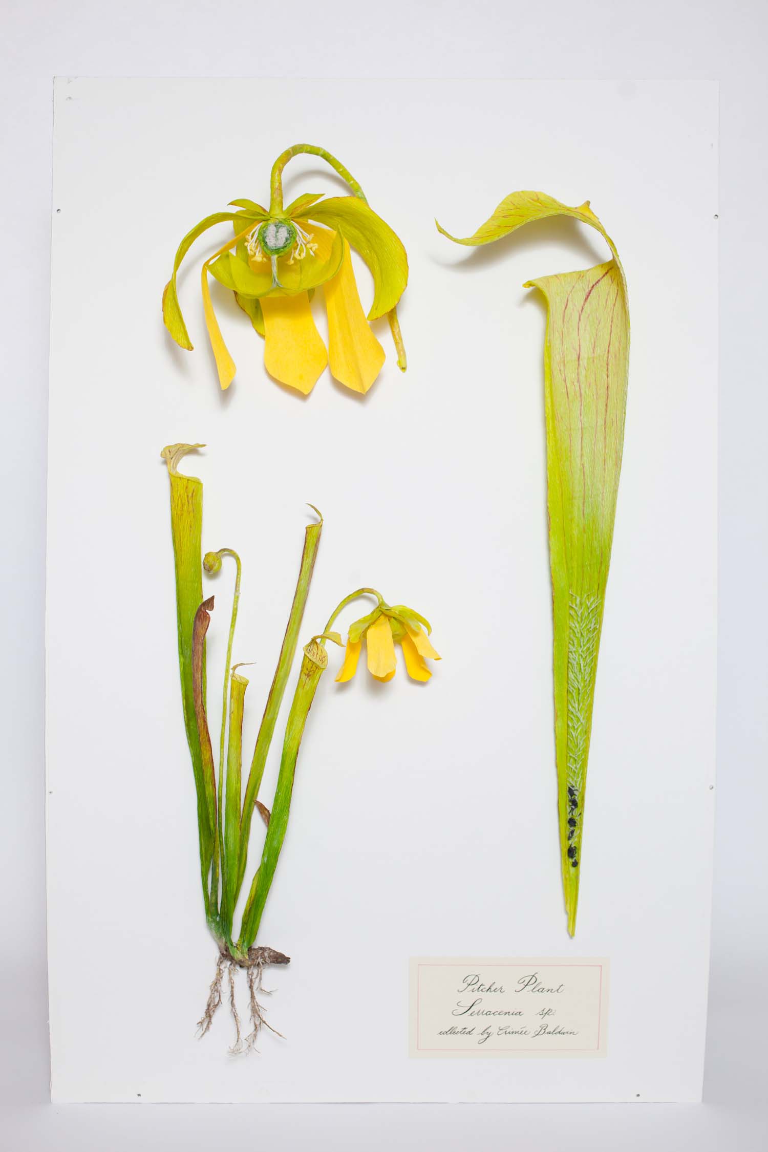 Sarracenia by Aimee Baldwin