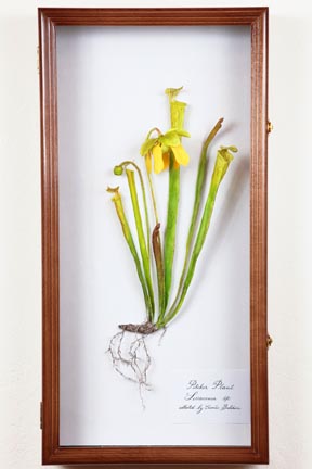 Sarracenia by Aimee Baldwin
