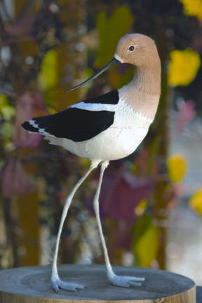 american avocet by Aimee Baldwin