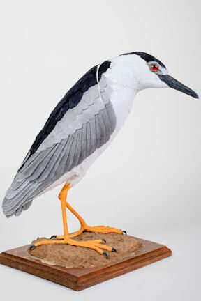 black-crowned night heron by Aimee Baldwin