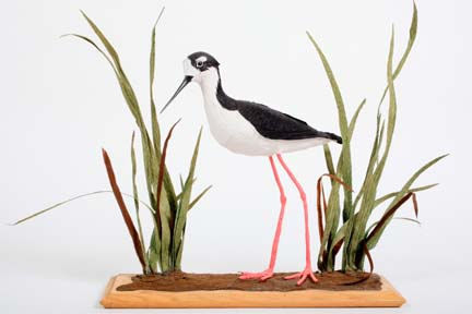 black-necked stilt by Aimee Baldwin