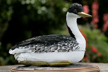 grebe by Aimee Baldwin