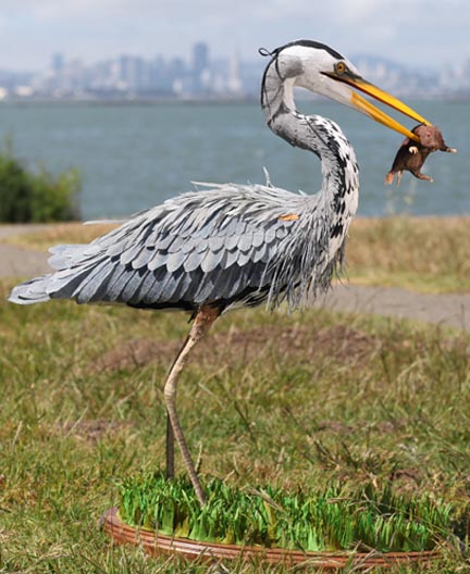Great Blue Heron with pocket gopher by Aimee Baldwin