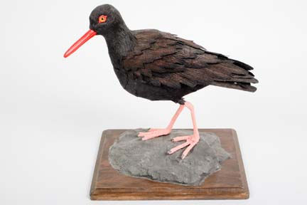 oystercatcher by Aimee Baldwin