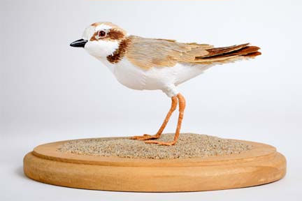 snowy plover by Aimee Baldwin