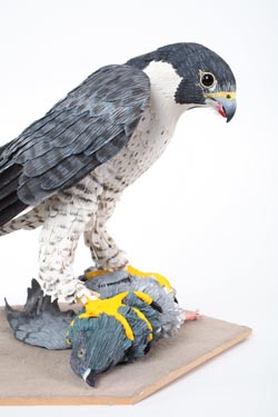 Peregrine Falcon