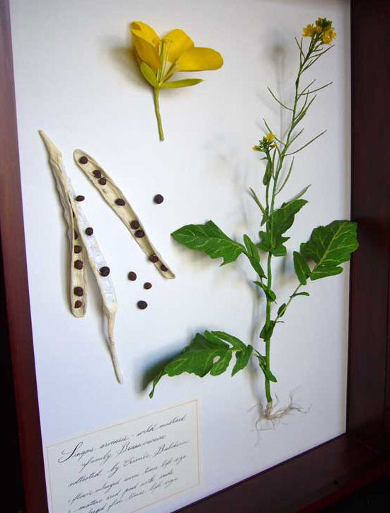 wild mustard, Sinapis arvensis, 3-D botanical illustration by Aimée Baldwin
