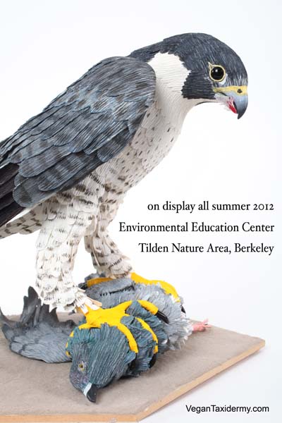 Peregrine Falcon on city pigeon by Aimee Baldwin