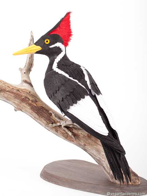 Ivory-billed Woodpecker (Campephilus principalis), 3-D crepe paper sculpture by Aimée Baldwin