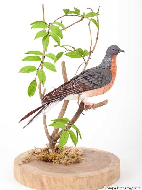 Passenger Pigeon (Ectopistes migratorius), 3-D crepe paper sculpture by AimÃ©e Baldwin