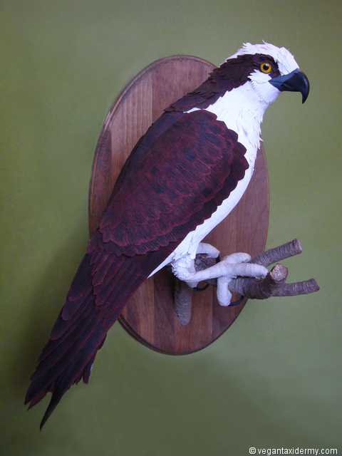 Osprey (Pandion haliaetus), 3-D crepe paper sculpture by Aimée Baldwin