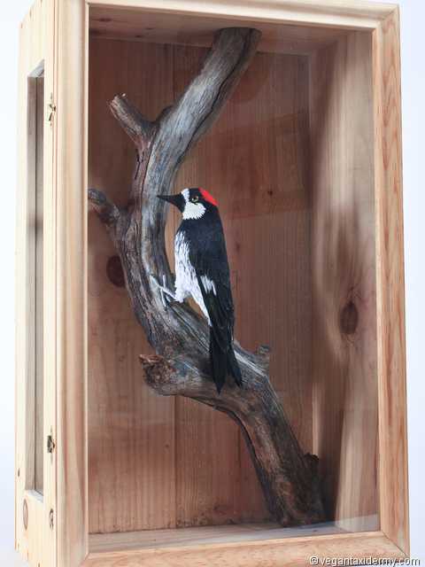 Acorn Woodpecker (Melanerpes formicivorus), 3-D crepe paper sculpture by Aimée Baldwin