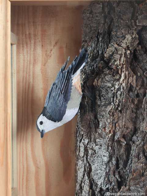 White-breasted Nuthatch (Sitta carolinensis), 3-D crepe paper sculpture by Aimée Baldwin