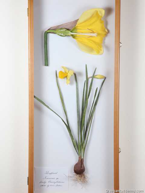 Daffodil (Narcissus sp.), 3-D crepe paper sculpture by Aimée Baldwin