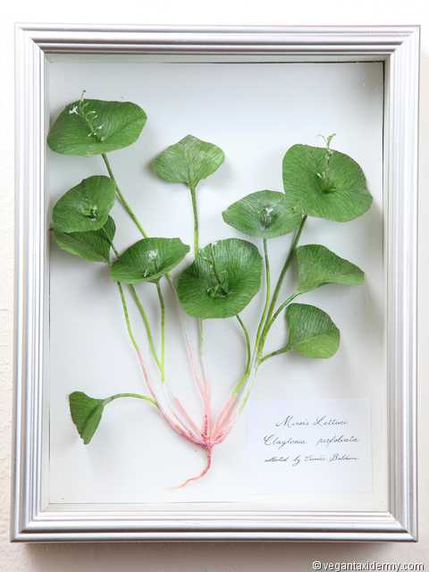 Miner's Lettuce (Claytonia perfoliata), 3-D crepe paper sculpture by Aimée Baldwin