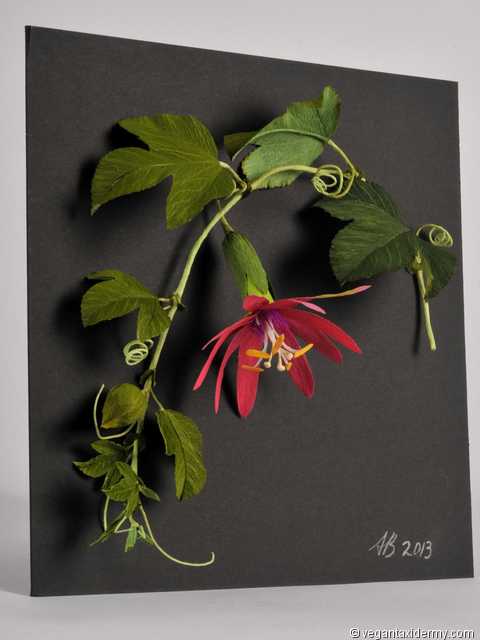 Passion Flower (Passiflora mollissima), 3-D crepe paper sculpture by Aimée Baldwin