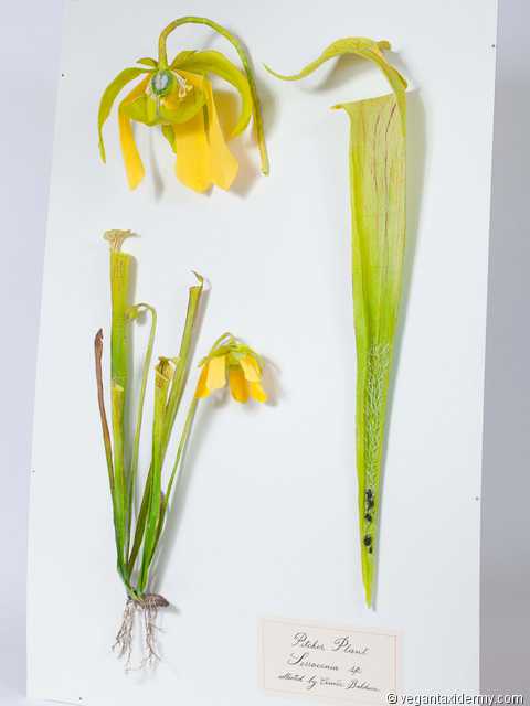 Pitcher Plant (Sarracenia sp.), 3-D crepe paper sculpture by Aimée Baldwin