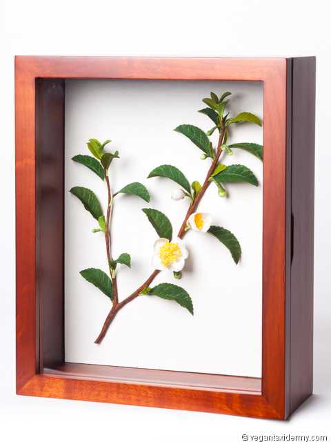 Tea Plant (Camellia sinensis), 3-D crepe paper sculpture by Aimée Baldwin