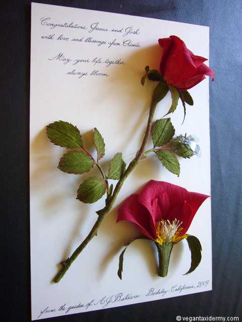 Wedding Rose (Rosa sp.), 3-D crepe paper sculpture by Aimée Baldwin