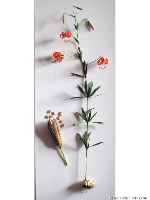 Western Lily (Lilium occidentale), 3-D crepe paper sculpture by Aimée Baldwin
