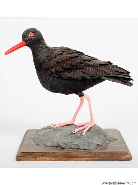 Black Oystercatcher (Haematopus bachmani), 3-D crepe paper sculpture by Aimée Baldwin