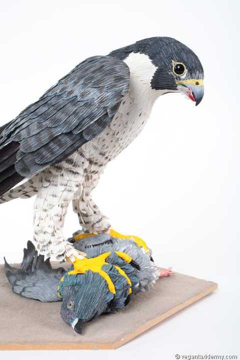 Peregrine Falcon with pigeon, by Aimée Baldwin
